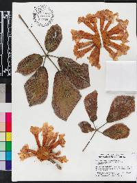 Handroanthus ochraceus image