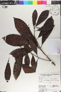 Pouteria caimito image