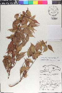 Myrcia splendens image
