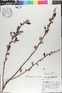 Vaccinium fuscatum image