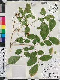 Cojoba rufescens image