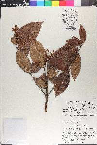 Myrcia deflexa image