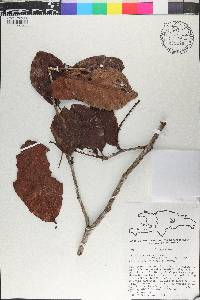 Coccoloba wrightii image