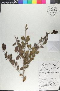 Ilex berteroi image