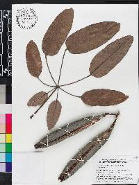 Tabebuia aurea image