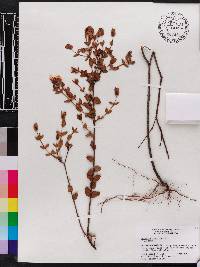 Hypericum tetrapetalum image