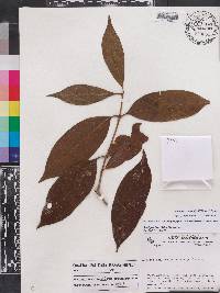 Rudgea sclerocalyx image