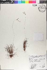 Bulbostylis juncoides image