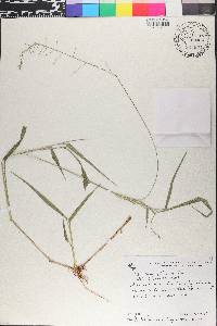 Panicum pilosum image