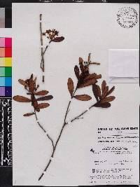 Macairea stylosa image
