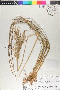 Cortaderia hapalotricha image