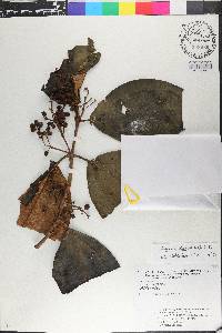Miconia holosericea image