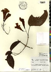 Bignonia aequinoctialis image