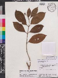 Rudgea sclerocalyx image