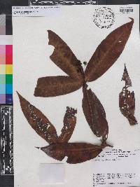Ixora acuminatissima image