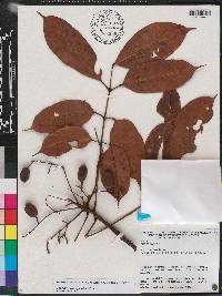 Protium crassipetalum image