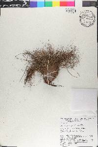 Bulbostylis paradoxa image