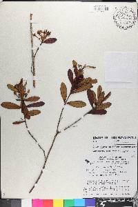 Macairea stylosa image