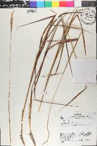 Trachypogon spicatus image