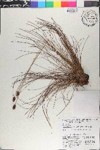 Bulbostylis conifera image