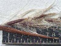 Andropogon brachystachyus image