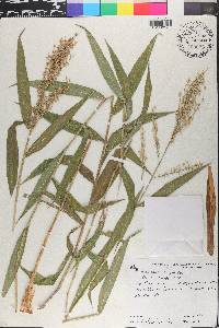 Lasiacis sorghoidea image