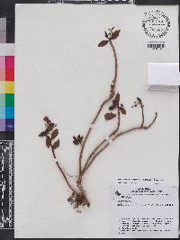 Codonanthopsis crassifolia image