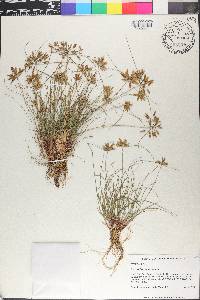 Cyperus flavescens image