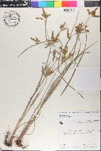 Cyperus iria image