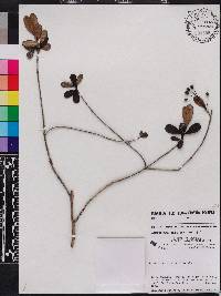 Macairea stylosa image