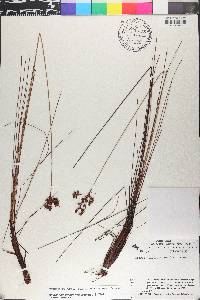 Bulbostylis junciformis image