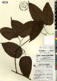 Bignonia aequinoctialis image