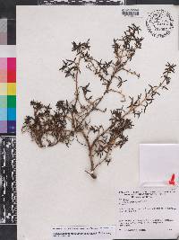 Arcytophyllum muticum image