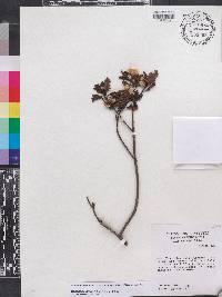 Baccharis nitida image