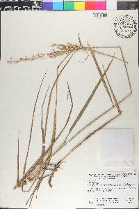 Sorghastrum setosum image