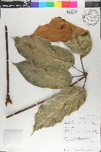 Schefflera morototoni image