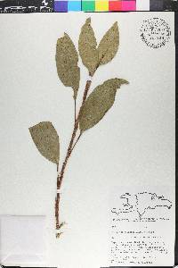 Anthurium scandens image