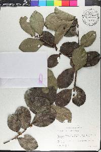 Ilex nitida image