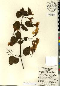 Bignonia diversifolia image