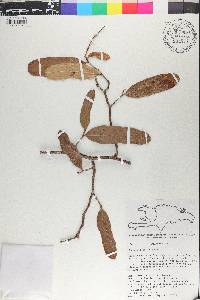 Coccoloba costata image
