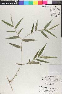 Lasiacis divaricata image