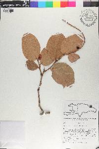 Coccoloba costata image