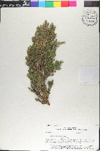 Juniperus squamata image