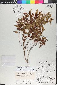 Miconia miguelfuertesii image