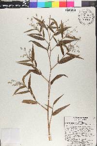Lasiacis divaricata image