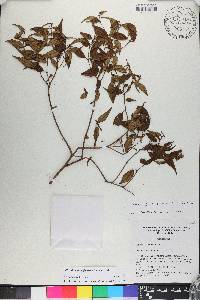 Miconia miguelfuertesii image