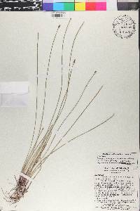 Eleocharis montana image