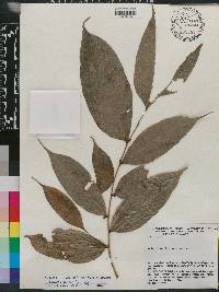 Sorocea muriculata image