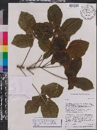 Jatropha grossidentata image