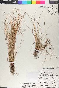 Eleocharis geniculata image